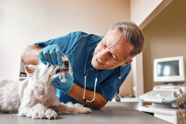 Best Emergency Wisdom Teeth Removal in Gladeview, FL